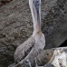 pelican_brown_san_v_0038_ecu2234.jpg